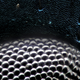 Illustration for article titled I've never seen macroscopic images as incredibly sharp as these ones